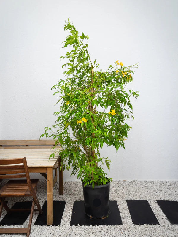 Tecoma Yellow Bells  (Tecoma Stans)