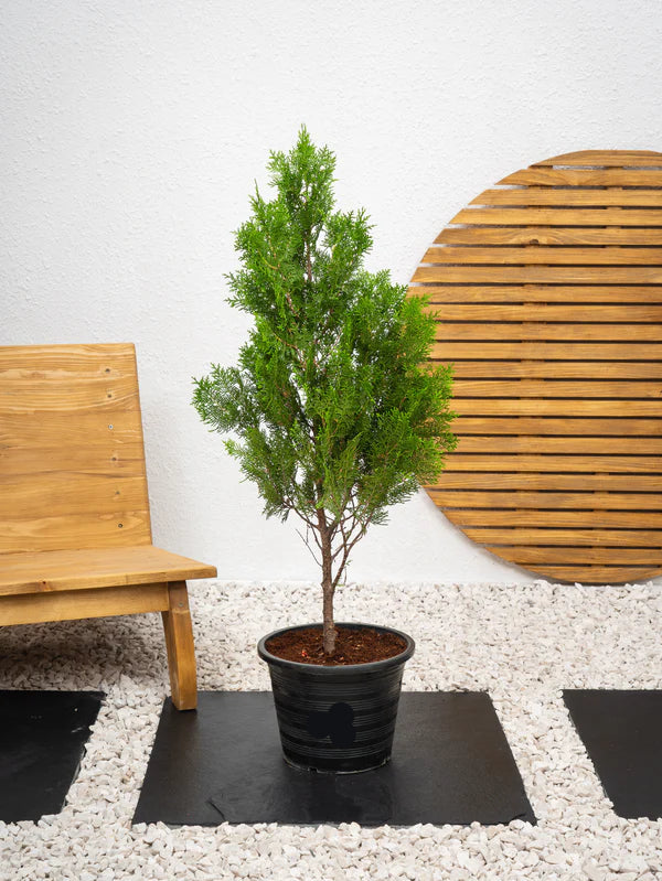 Thuja Orientalis (Thuja Orientalis)