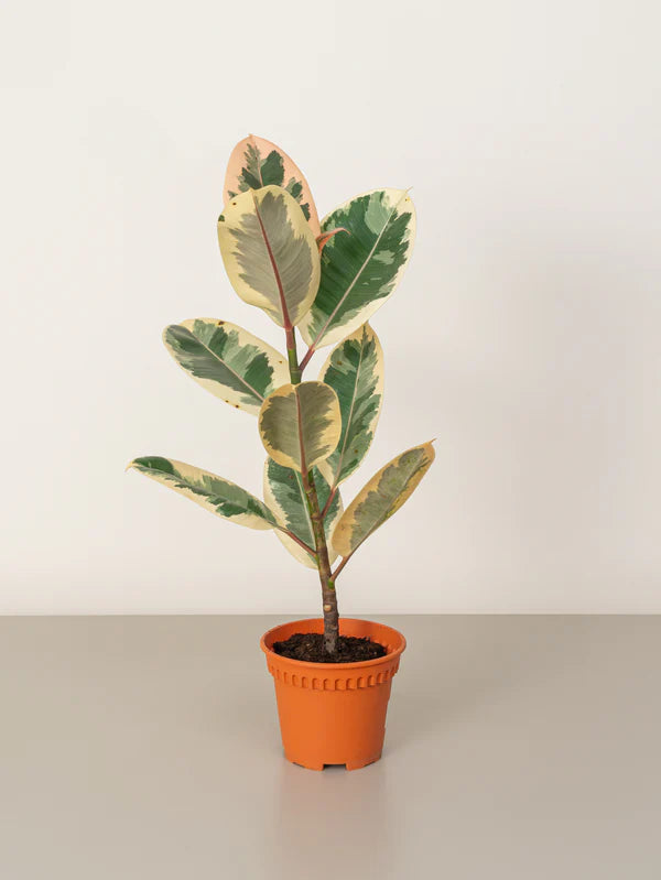 Rubber Plant Variegated (Ficus Robusta)