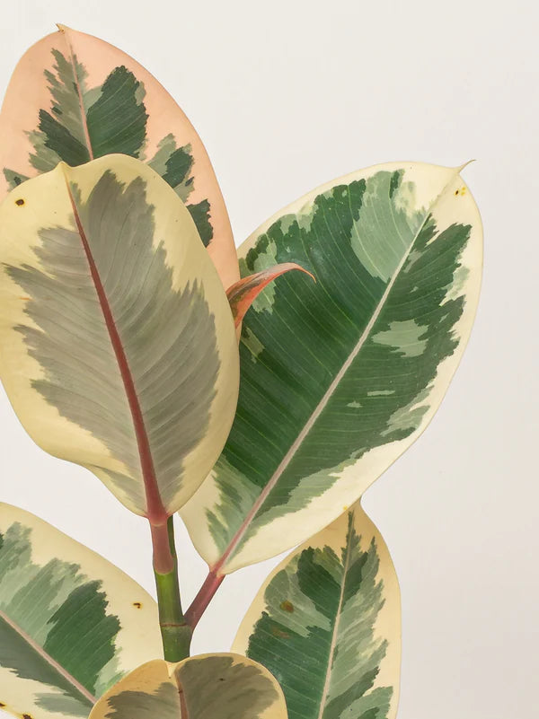 Rubber Plant Variegated (Ficus Robusta)