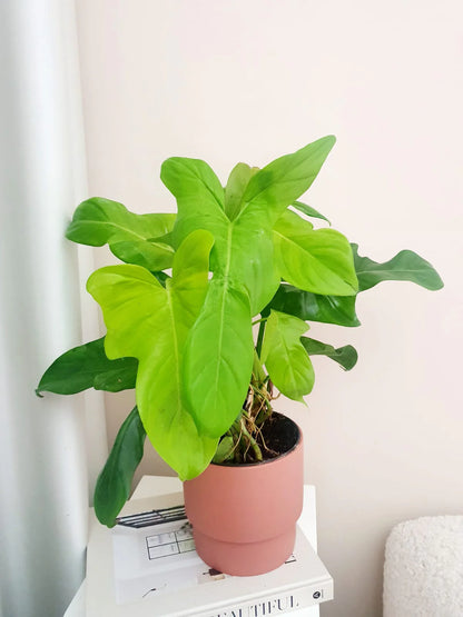 Philodendron Bipennifolium Violin Variegated