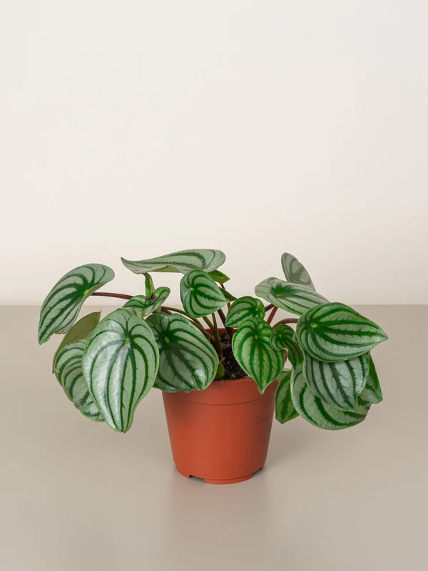 Watermelon Peperomia / Peperomia Argyreia