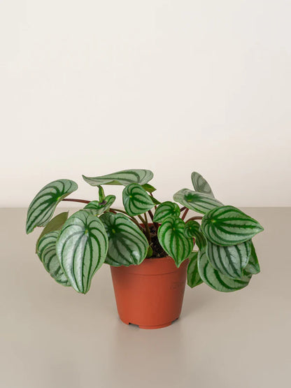 Watermelon Peperomia / Peperomia Argyreia
