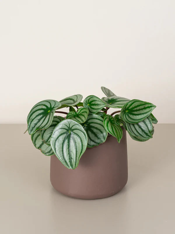 Watermelon Peperomia / Peperomia Argyreia