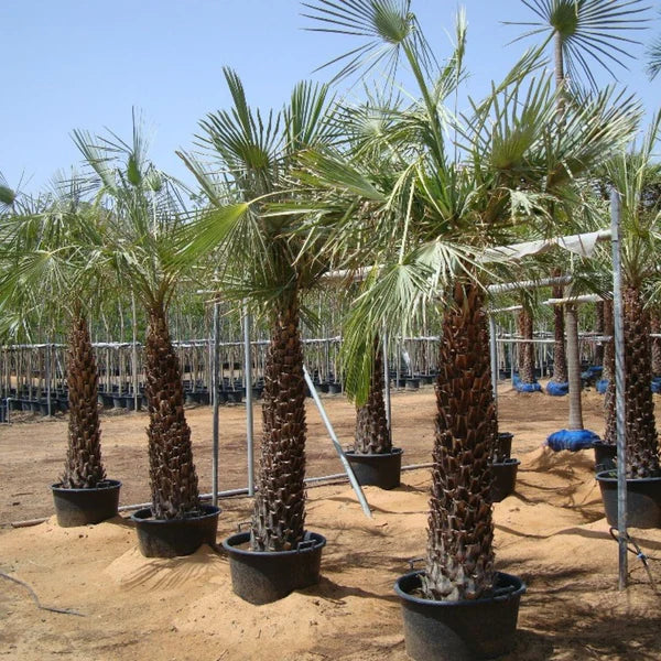 Wax Palm (Copernicia Pruniferea)