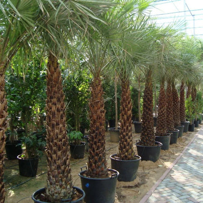 Wax Palm (Copernicia Pruniferea)