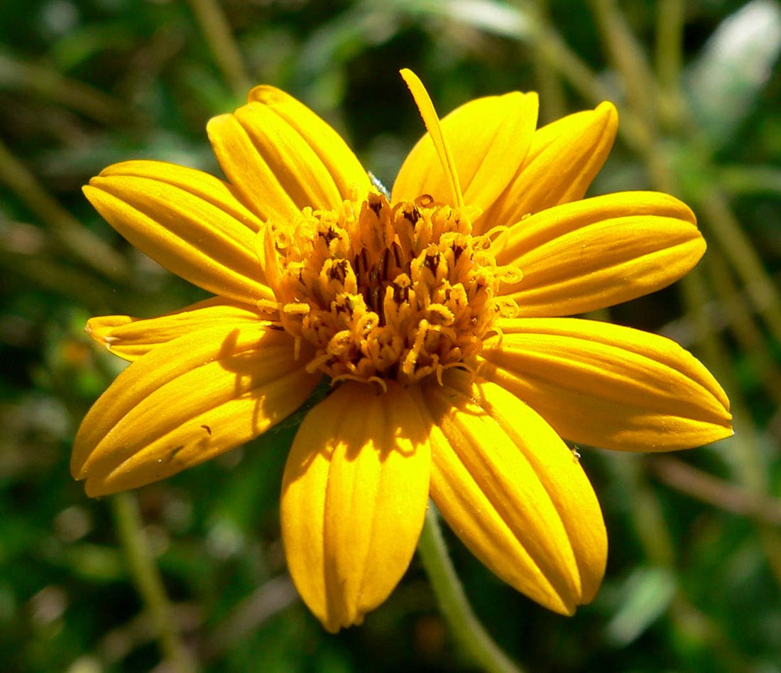 Wedelia (Wedelia Trilobata)