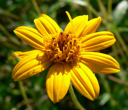 Wedelia (Wedelia Trilobata)