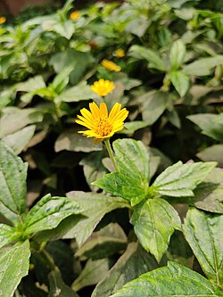 Wedelia (Wedelia Trilobata)