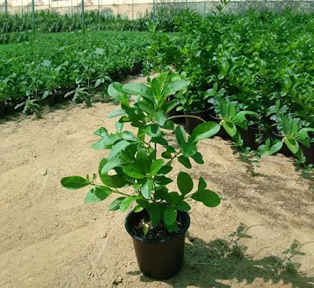 Clerodendrum Inerme Cone Shape / Wild Jasmine