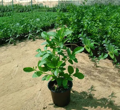 Clerodendrum Inerme Cone Shape / Wild Jasmine