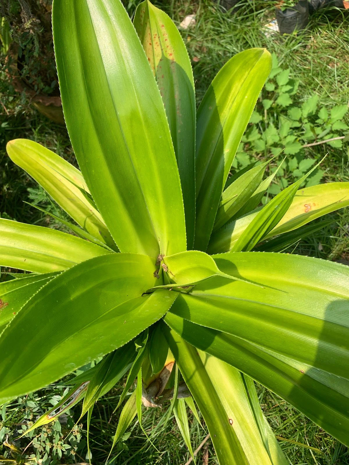 Wide Leaf Pandanus (Pandanus Amaryllifolius)