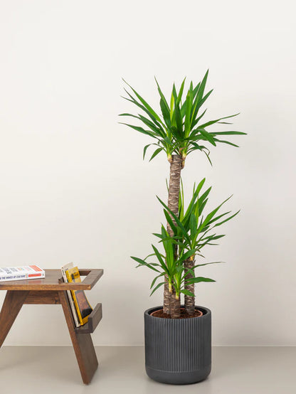 Yucca (Yucca Elephantipes)