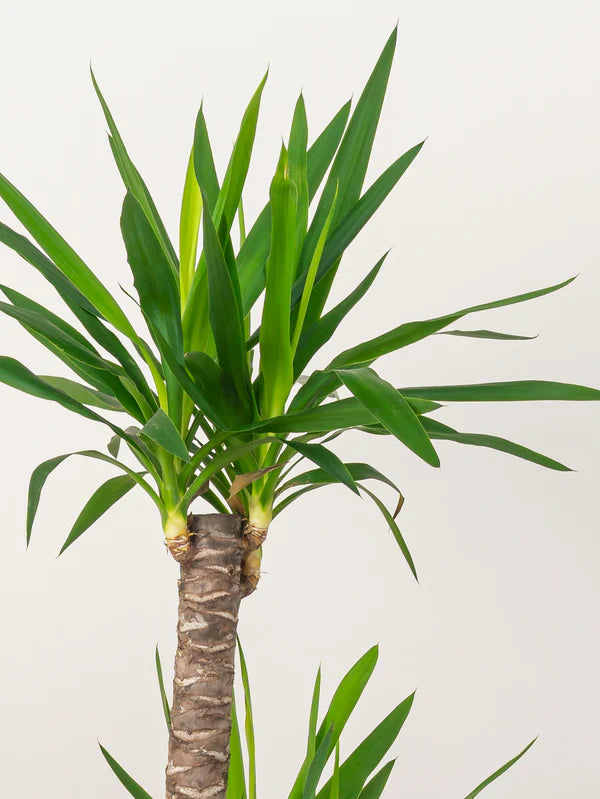 Yucca (Yucca Elephantipes)