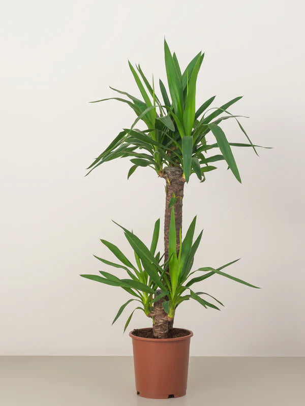 Yucca (Yucca Elephantipes)