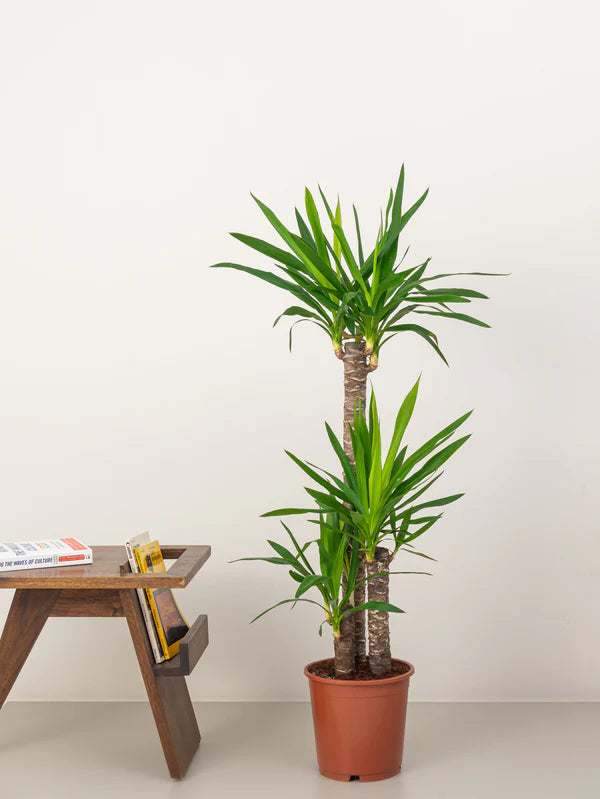 Yucca (Yucca Elephantipes)