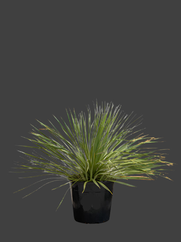 Beaked Yucca (Yucca Rostrata)