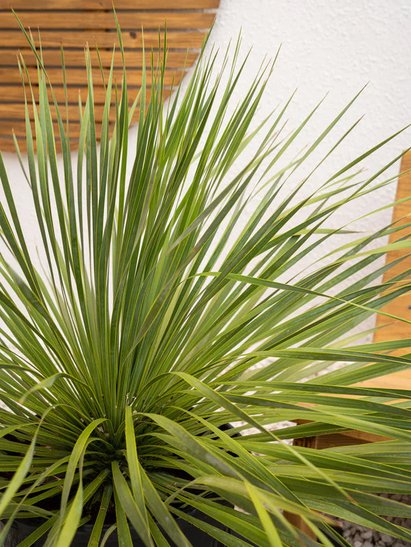 Beaked Yucca (Yucca Rostrata)