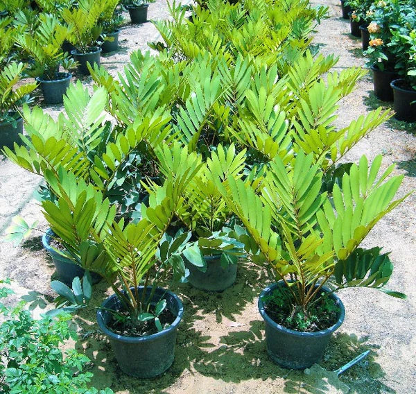 Cardboard Palm (Zamia Furfuracea)