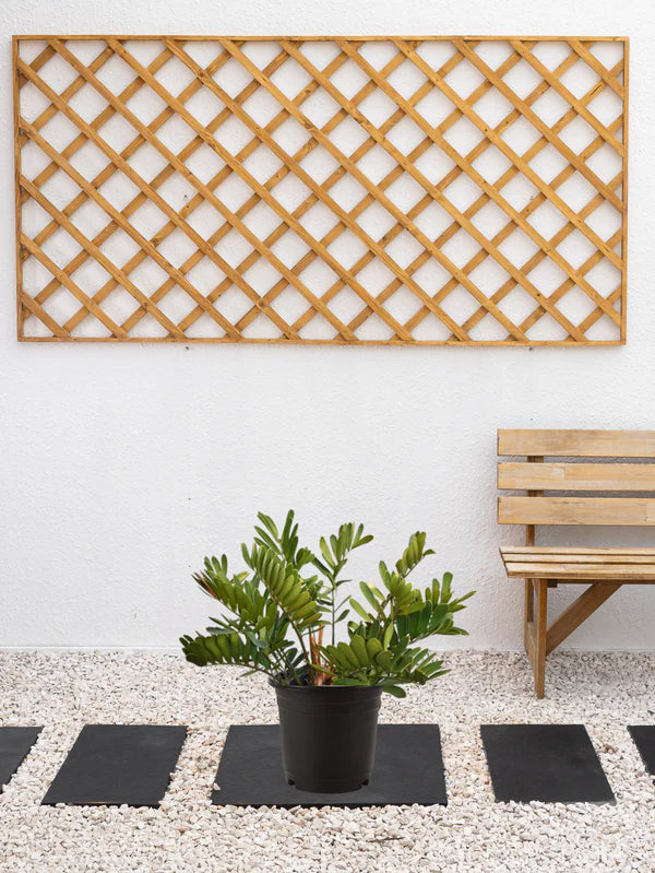 Cardboard Palm (Zamia Furfuracea)