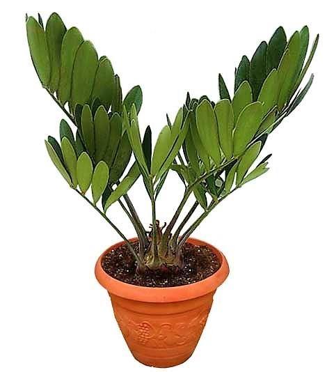 Cardboard Palm (Zamia Furfuracea)