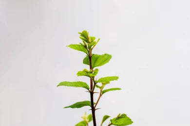 Sidr Tree (Ziziphus Spina-Christi)