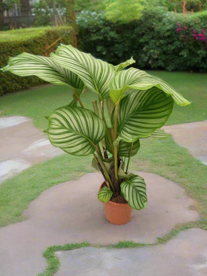 Calathea &