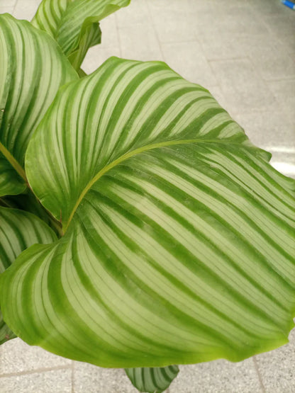 Calathea &